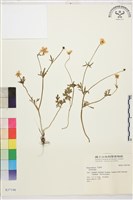 登錄號:S037190藏品圖，第1張