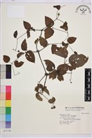 褐毛鐵線蓮藏品圖，第1張