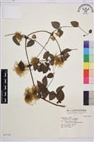 褐毛鐵線蓮藏品圖，第1張