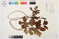 類葉升麻藏品圖，第1張