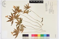 毛莨狀銀蓮花藏品圖，第1張