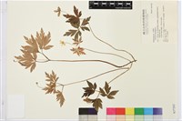 木質銀蓮花、蔭蔽銀蓮花藏品圖，第1張