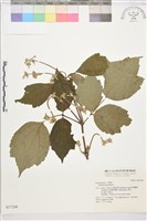 登錄號:S037208藏品圖，第1張