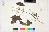 鈍齒鐵線蓮藏品圖，第1張