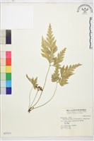 短萼黃連藏品圖，第1張