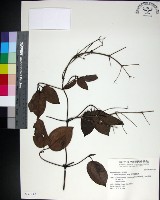 麥氏鐵線蓮藏品圖，第1張