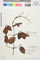 麥氏鐵線蓮藏品圖，第2張