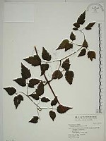 小木通藏品圖，第1張