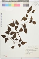 小木通藏品圖，第2張