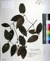 厚葉鐵線蓮藏品圖，第1張