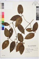 厚葉鐵線蓮藏品圖，第2張