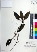 厚葉鐵線蓮藏品圖，第1張