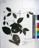 厚葉鐵線蓮藏品圖，第1張