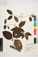 厚葉鐵線蓮藏品圖，第2張