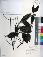 厚葉鐵線蓮藏品圖，第1張