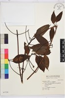 厚葉鐵線蓮藏品圖，第2張