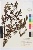 雲南升麻藏品圖，第1張