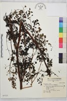 偏翅唐松草藏品圖，第1張