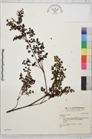 登錄號:S037225藏品圖，第1張