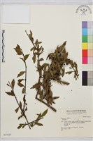 登錄號:S037227藏品圖，第1張