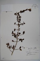 登錄號:S037236藏品圖，第1張