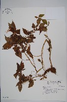 登錄號:S037241藏品圖，第1張