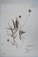 登錄號:S037243藏品圖，第1張