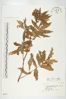 登錄號:S037249藏品圖，第1張