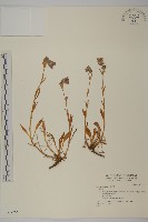 登錄號:S037255藏品圖，第1張