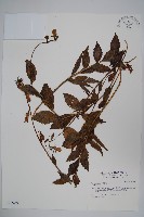 登錄號:S037260藏品圖，第1張