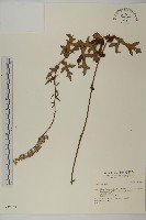 登錄號:S037261藏品圖，第1張