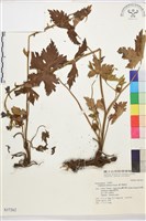 滇川翠雀花藏品圖，第1張