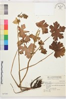 鬚花翠雀花藏品圖，第1張