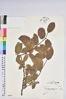 登錄號:S037274藏品圖，第1張