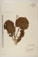 登錄號:S037275藏品圖，第1張