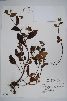 登錄號:S037288藏品圖，第1張