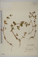 登錄號:S037293藏品圖，第1張