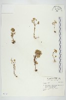 登錄號:S037294藏品圖，第1張