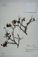 登錄號:S037298藏品圖，第1張