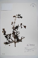 登錄號:S037301藏品圖，第1張