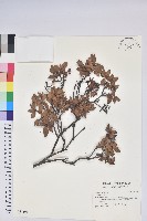 登錄號:S037304藏品圖，第1張