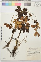 雲南金蓮花藏品圖，第1張