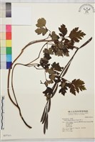 黃三七藏品圖，第1張