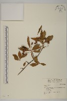 登錄號:S037312藏品圖，第1張