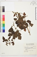 毛茛葉鐵線蓮藏品圖，第1張