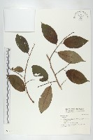 登錄號:S037317藏品圖，第1張