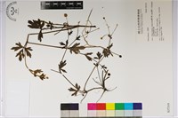 登錄號:S037319藏品圖，第1張