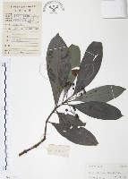 九節木、牛屎烏、青龍吐霧藏品圖，第1張