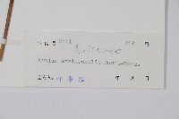 棘莖蔥木藏品圖，第2張