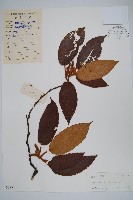 棕毛獼猴桃藏品圖，第1張